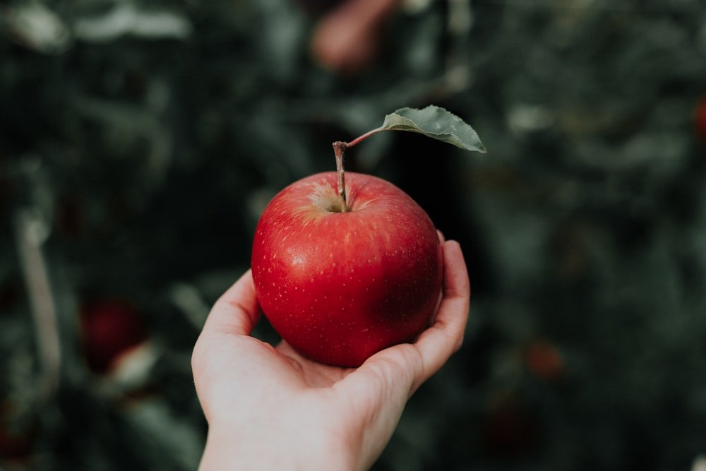 Fresh apples
