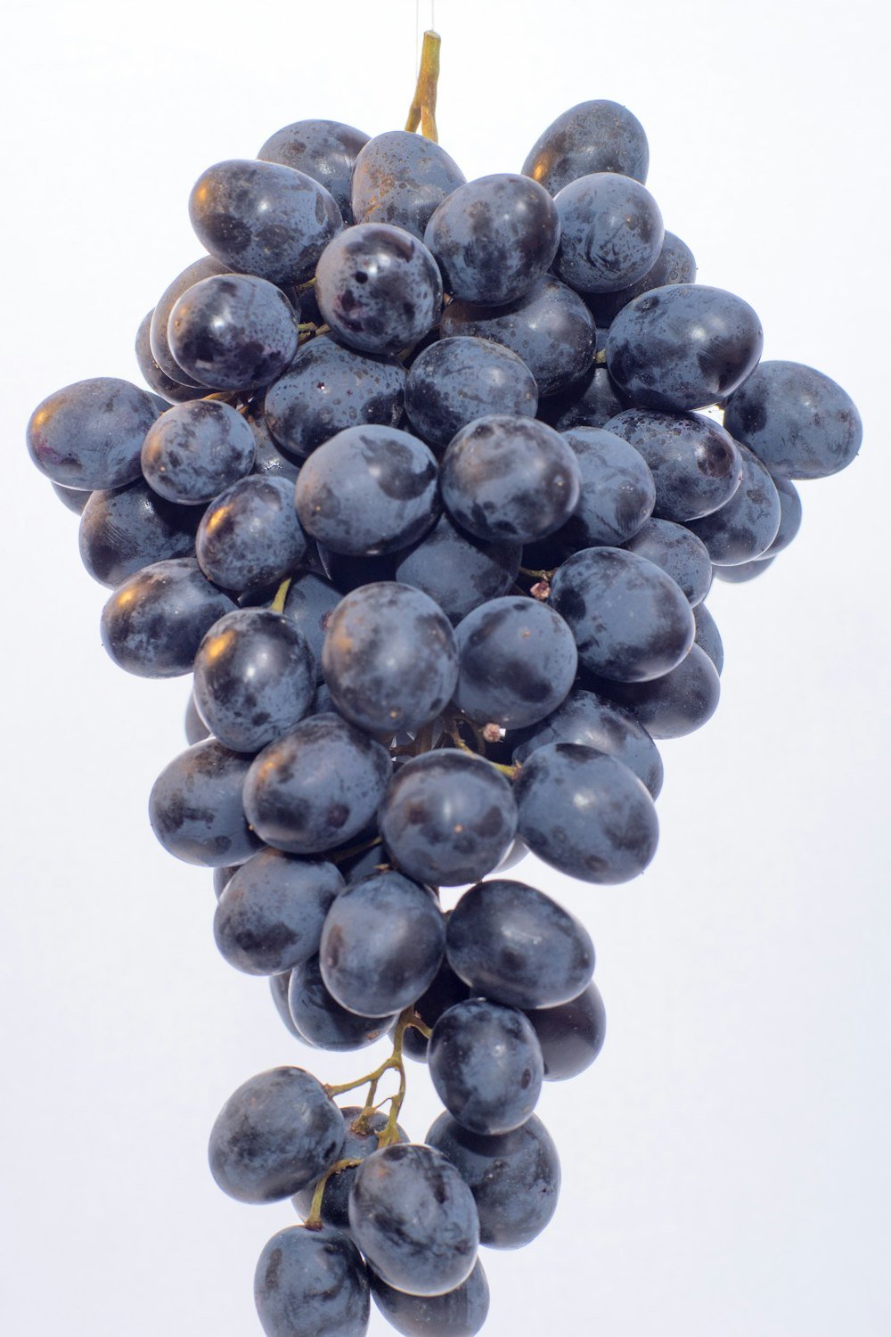 Grapes on the vine