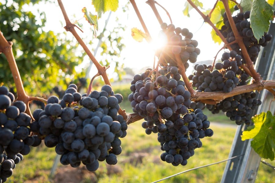 Fresh bunches of grapes